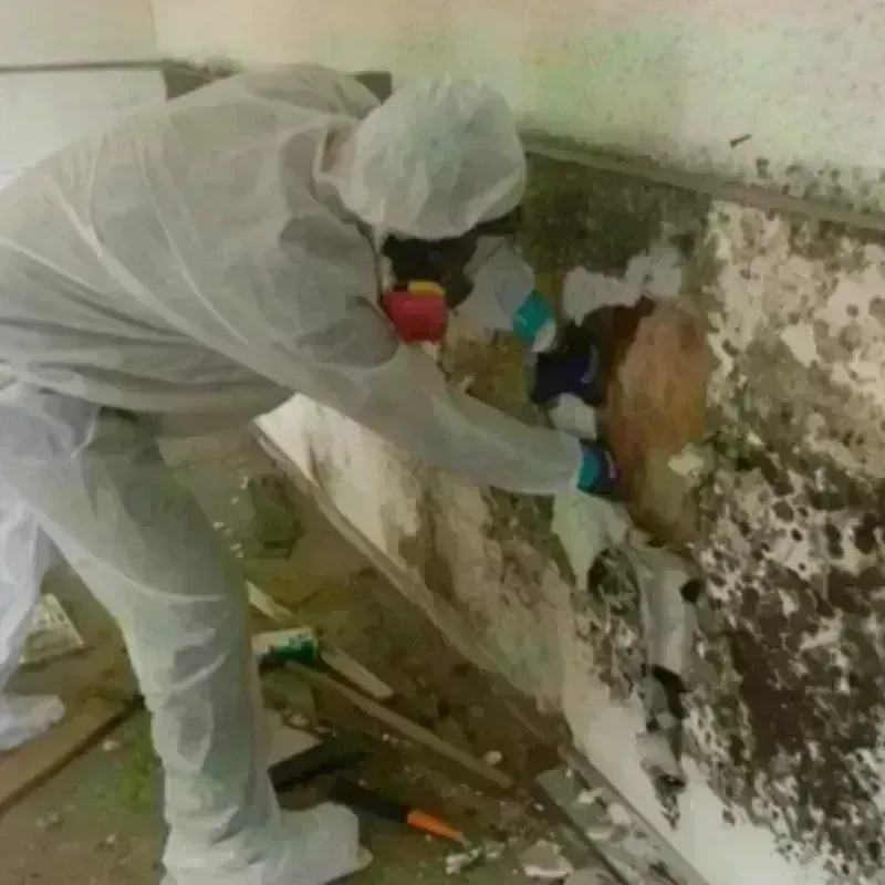 Mold Remediation and Removal in Farmersville, TX